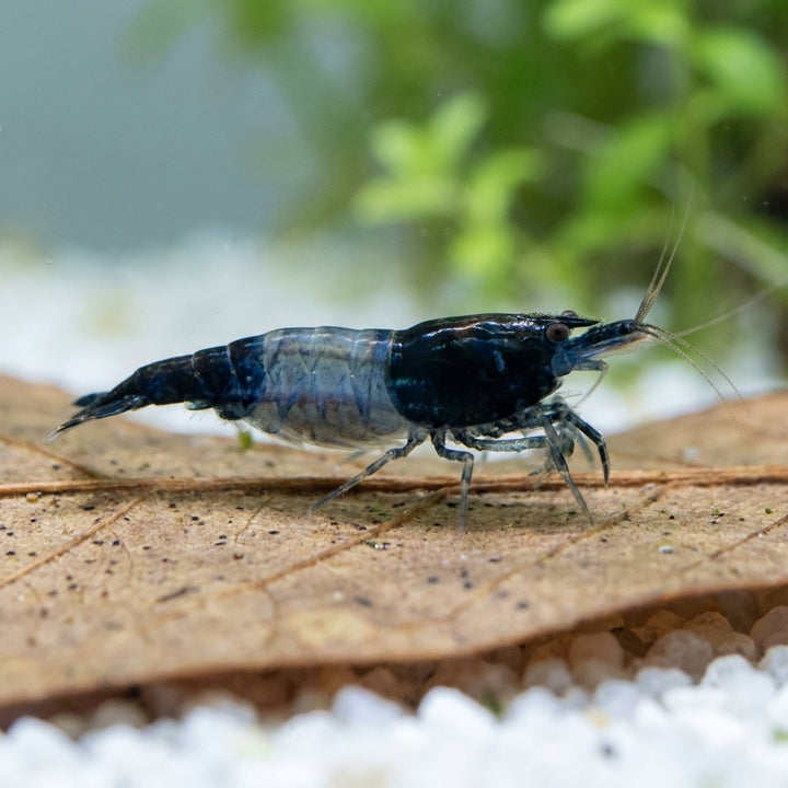 Black Rili Garnele (Neocaridina davidi) von Finn &amp; Reef