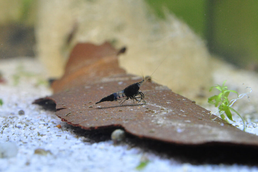 Black Rili Garnele (Neocaridina davidi) von Finn &amp; Reef