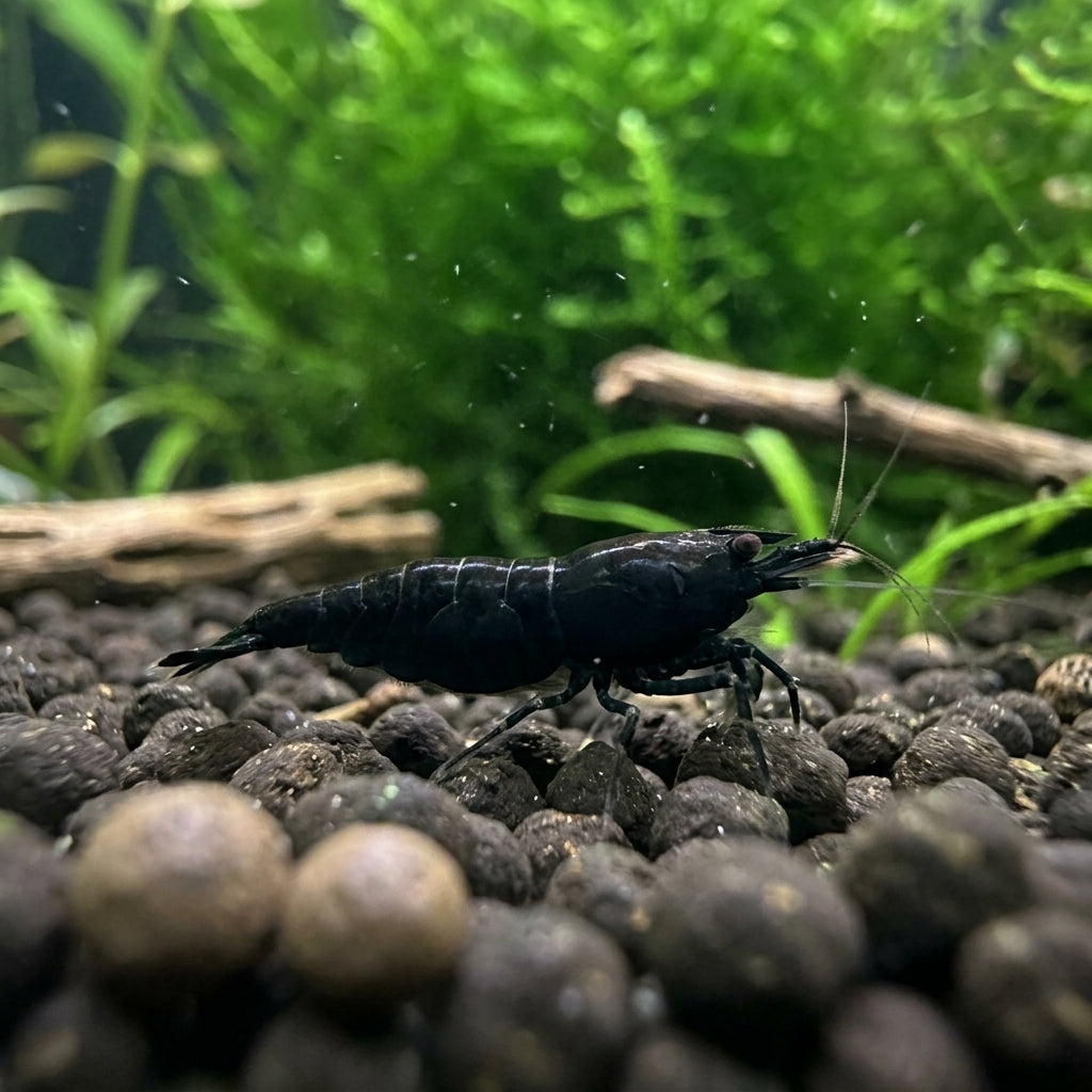 Black Sakura Garnele (Neocaridina davidi) von Finn & Reef