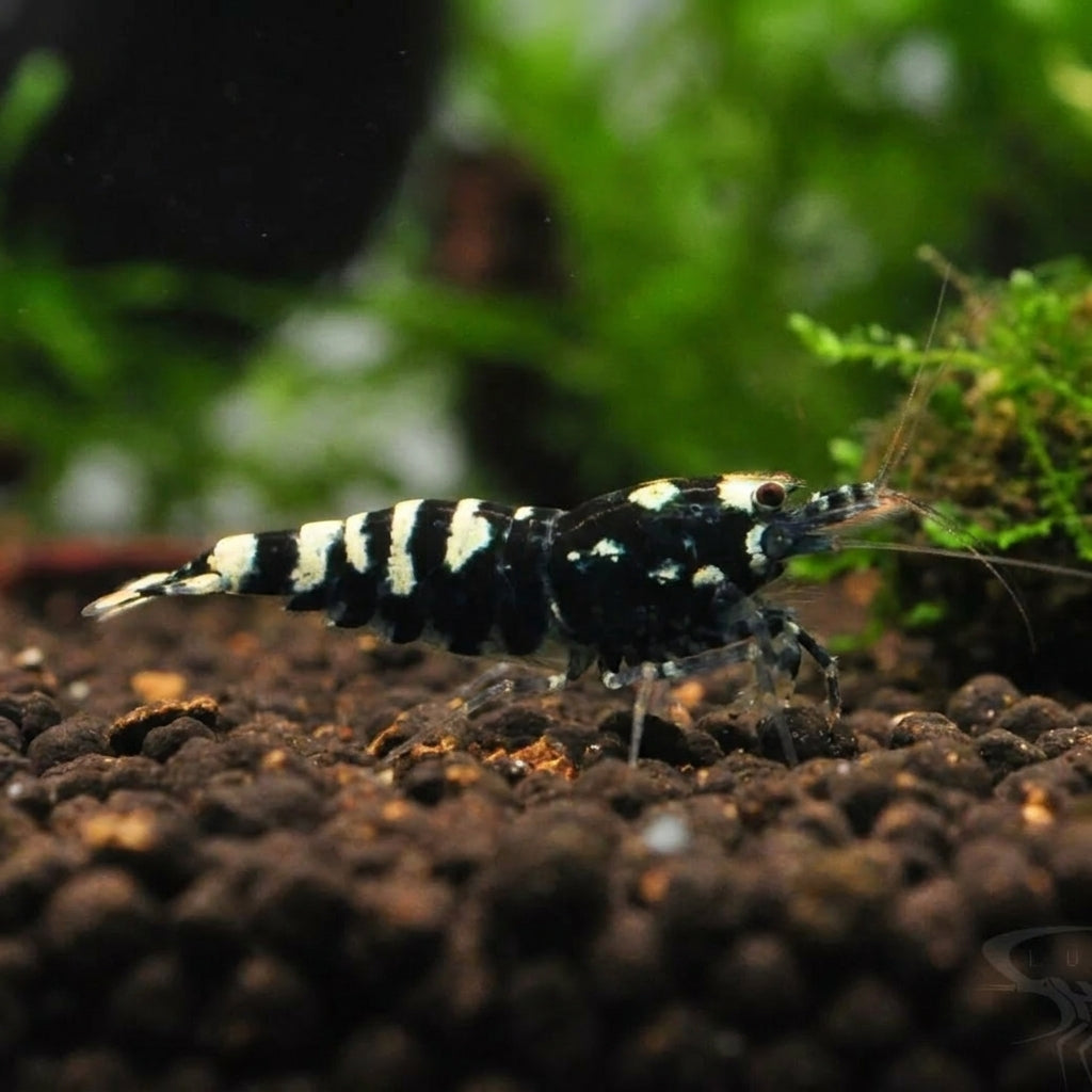Black Zebra Pinto - Caridina sp. (DNZ) von Finn & Reef