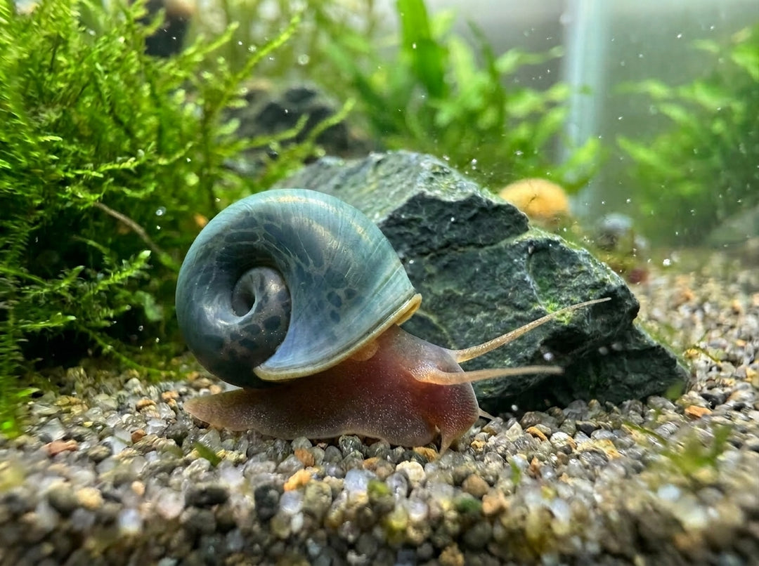 Blaue Posthornschnecke - Planorbella duryi (DNZ) von Finn &amp; Reef