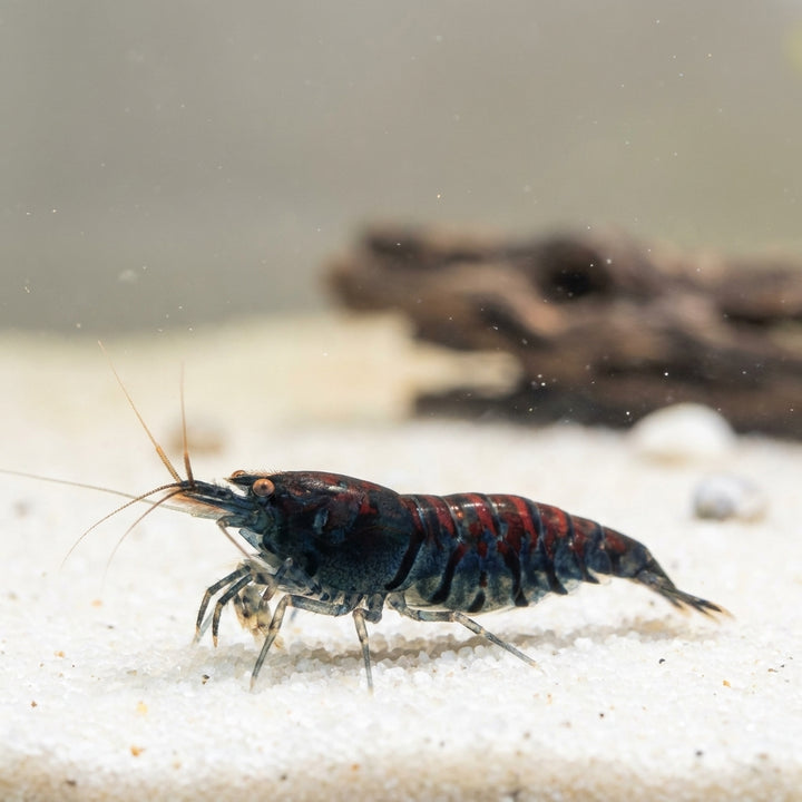 Blaue Tigergarnele OE Orange Eyes (Caridina mariae) von Finn &amp; Reef