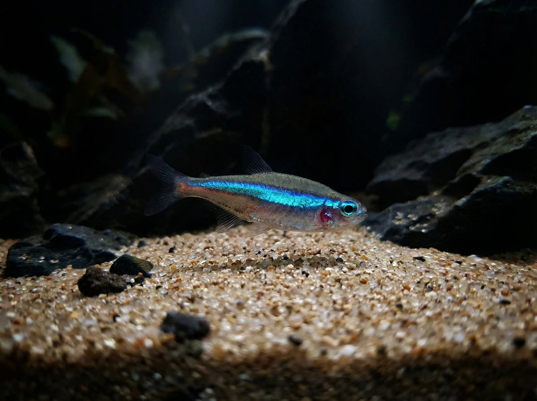 Blauer Neon (Paracheirodon simulans) von Finn &amp; Reef