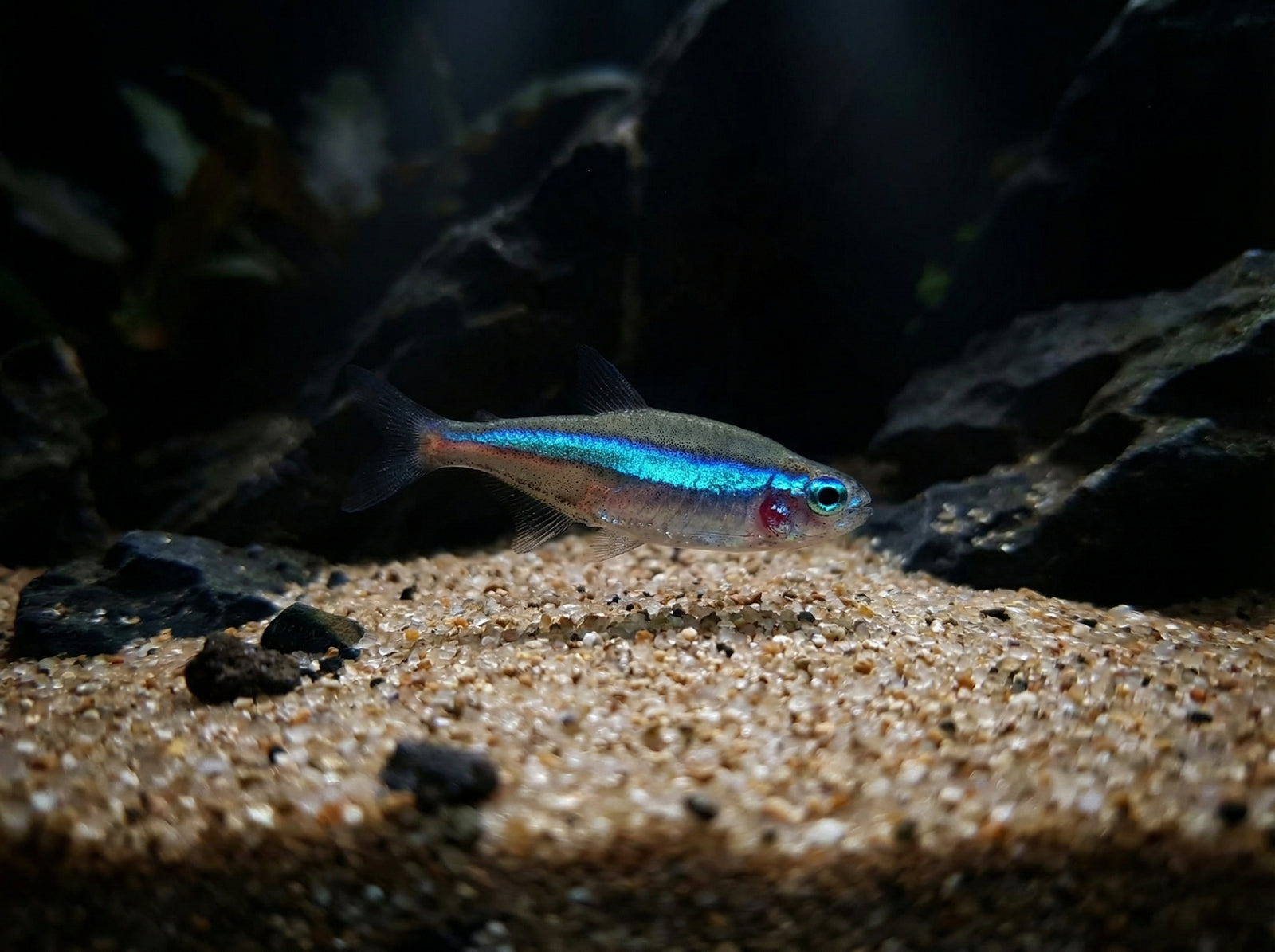 Blauer Neon (Paracheirodon simulans) von Finn & Reef