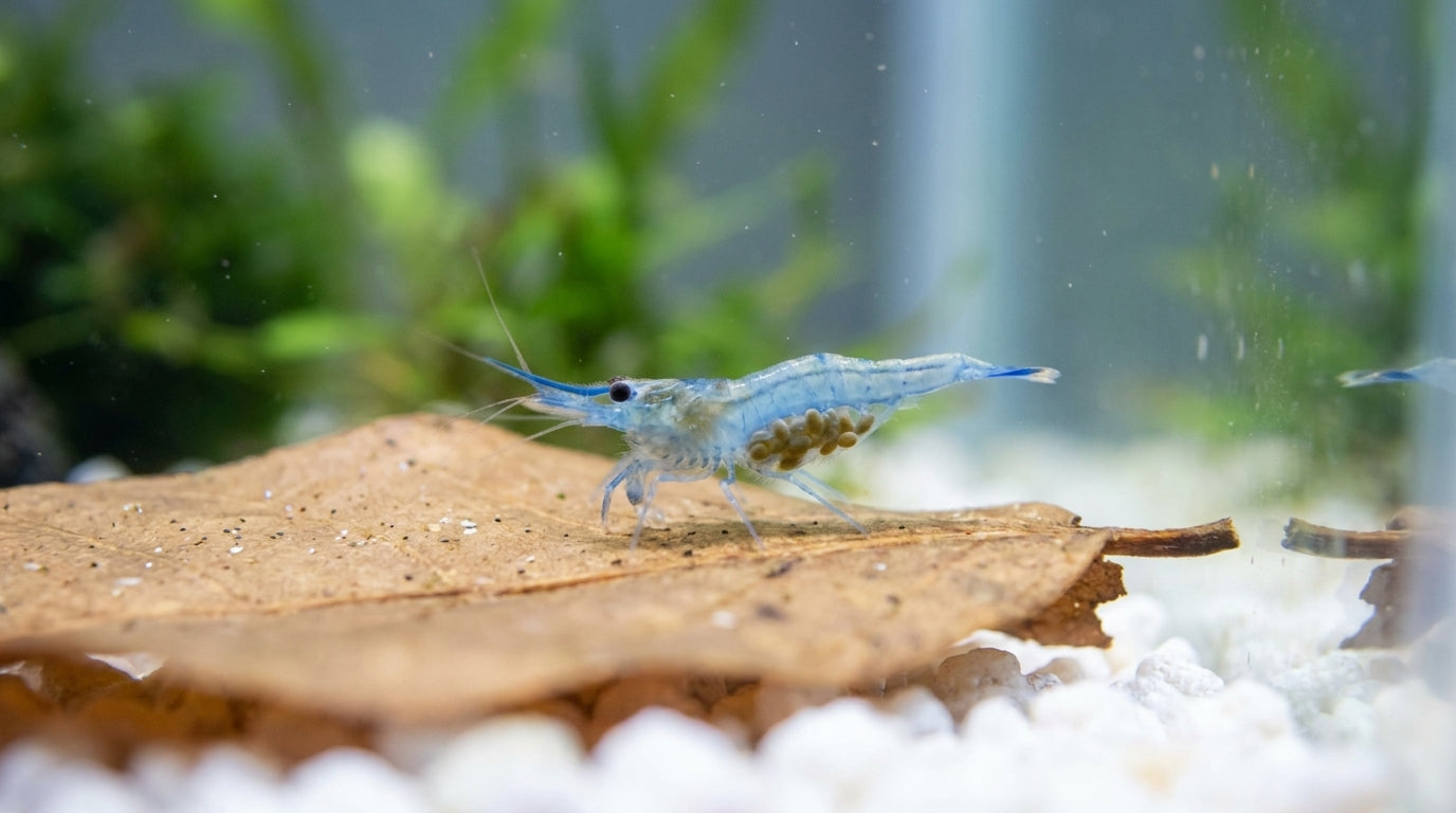 Blaufußgarnele - Caridina caerulea (DNZ) von Finn & Reef