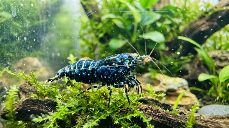 Blue Metallic Boa - Caridina sp. von Finn & Reef