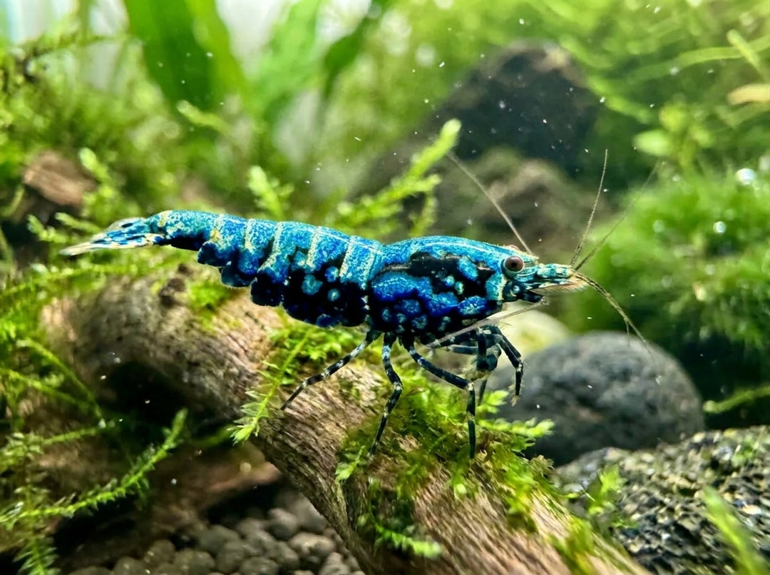 Blue Metallic Boa - Caridina sp. von Finn &amp; Reef