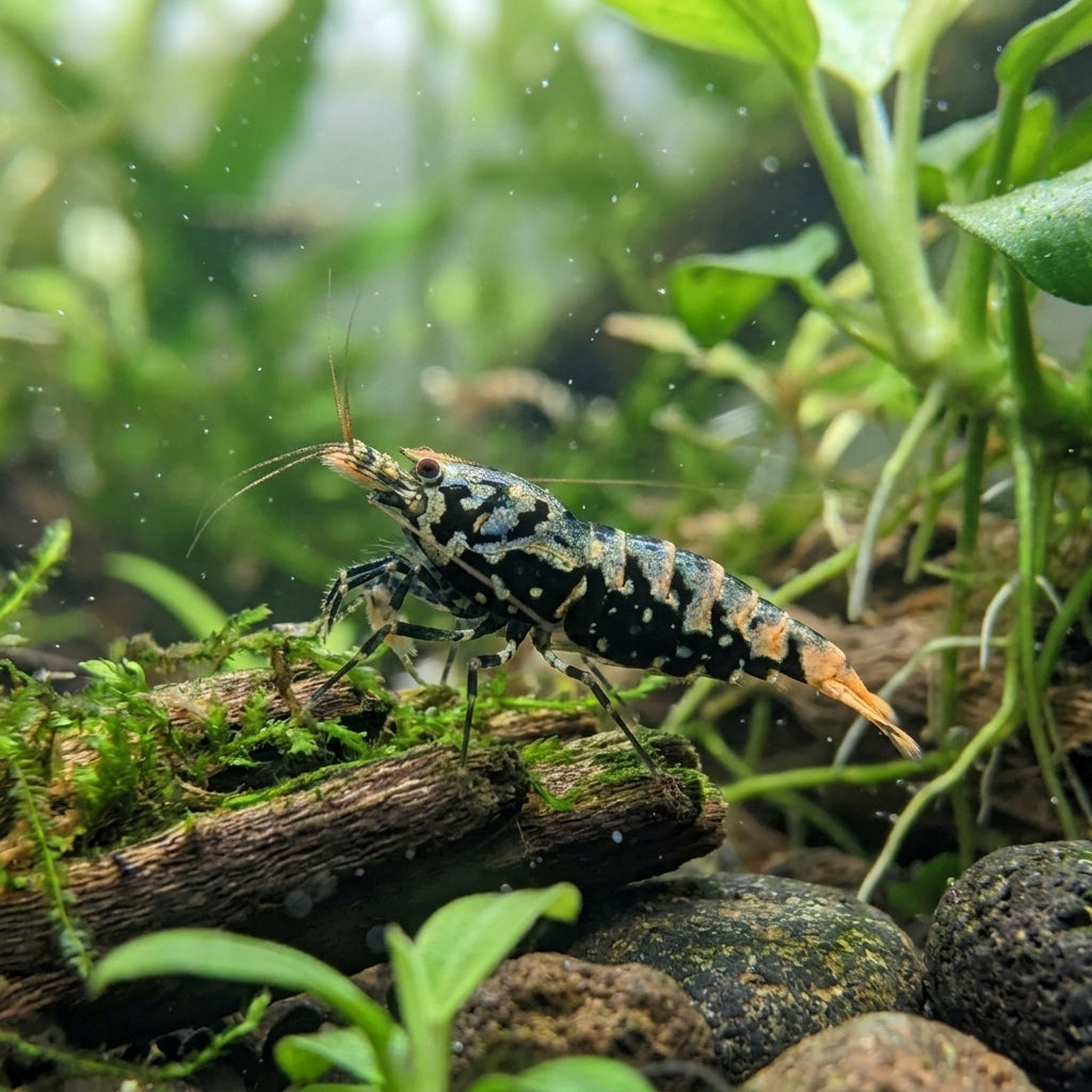 Blue Metallic Boa - Caridina sp. von Finn &amp; Reef