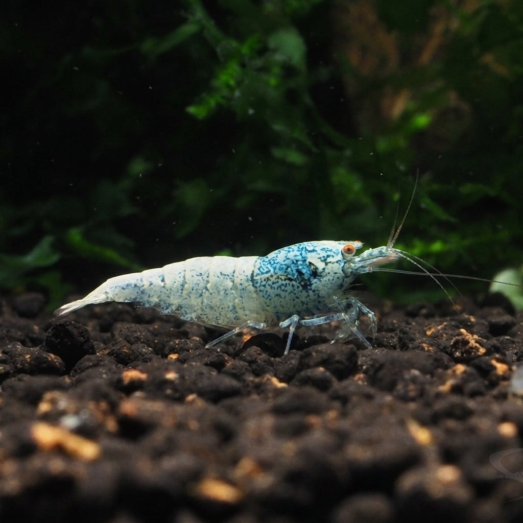 Blue Bolt OE (Orange Eyes) - Caridina sp. (DNZ) von Finn &amp; Reef