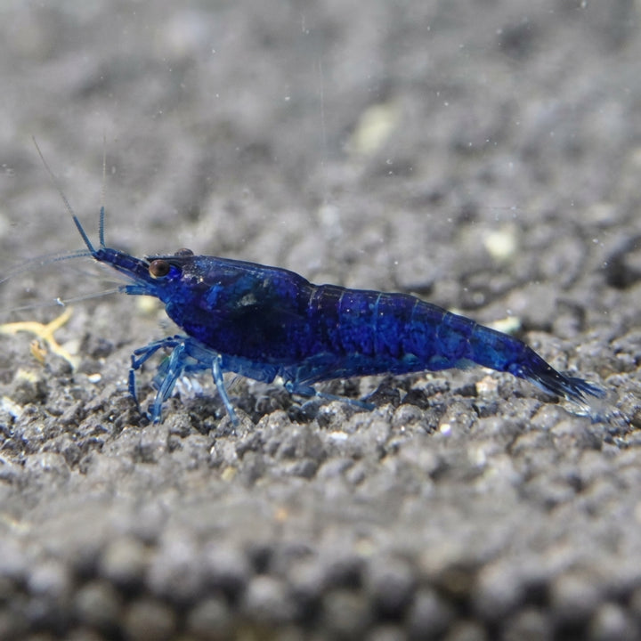 Blue Dream Garnele (Neocaridina davidi) von Finn &amp; Reef