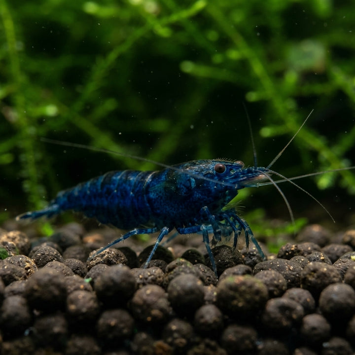 Blue Dream Garnele (Neocaridina davidi) von Finn &amp; Reef