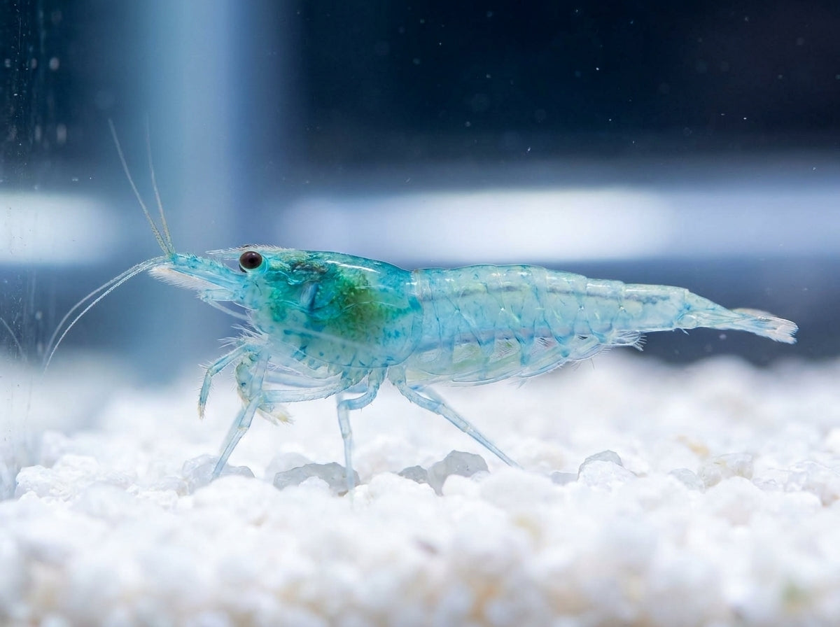 Blue Jelly Garnele – Neocaridina davidi (Nachzucht) von Finn & Reef