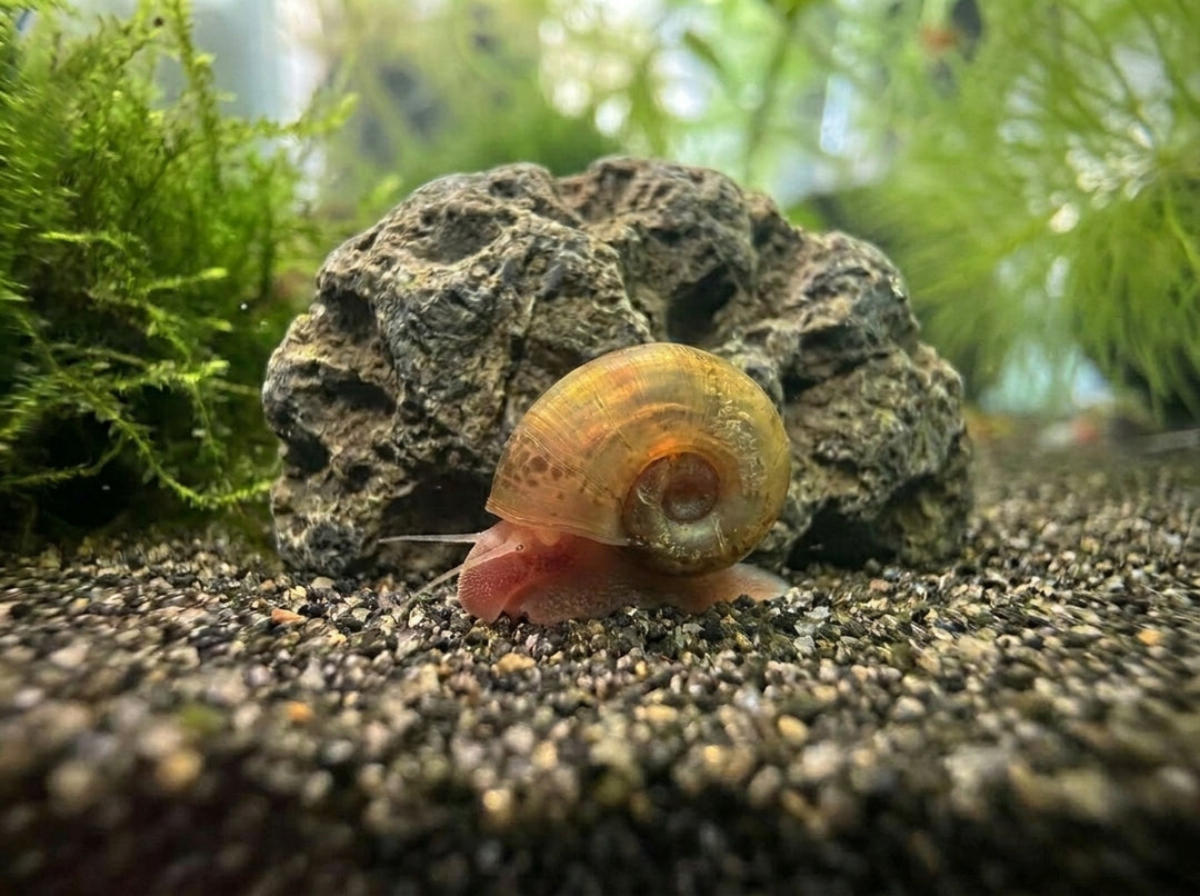 Braune Posthornschnecke - Planorbella duryi (DNZ) von Finn &amp; Reef
