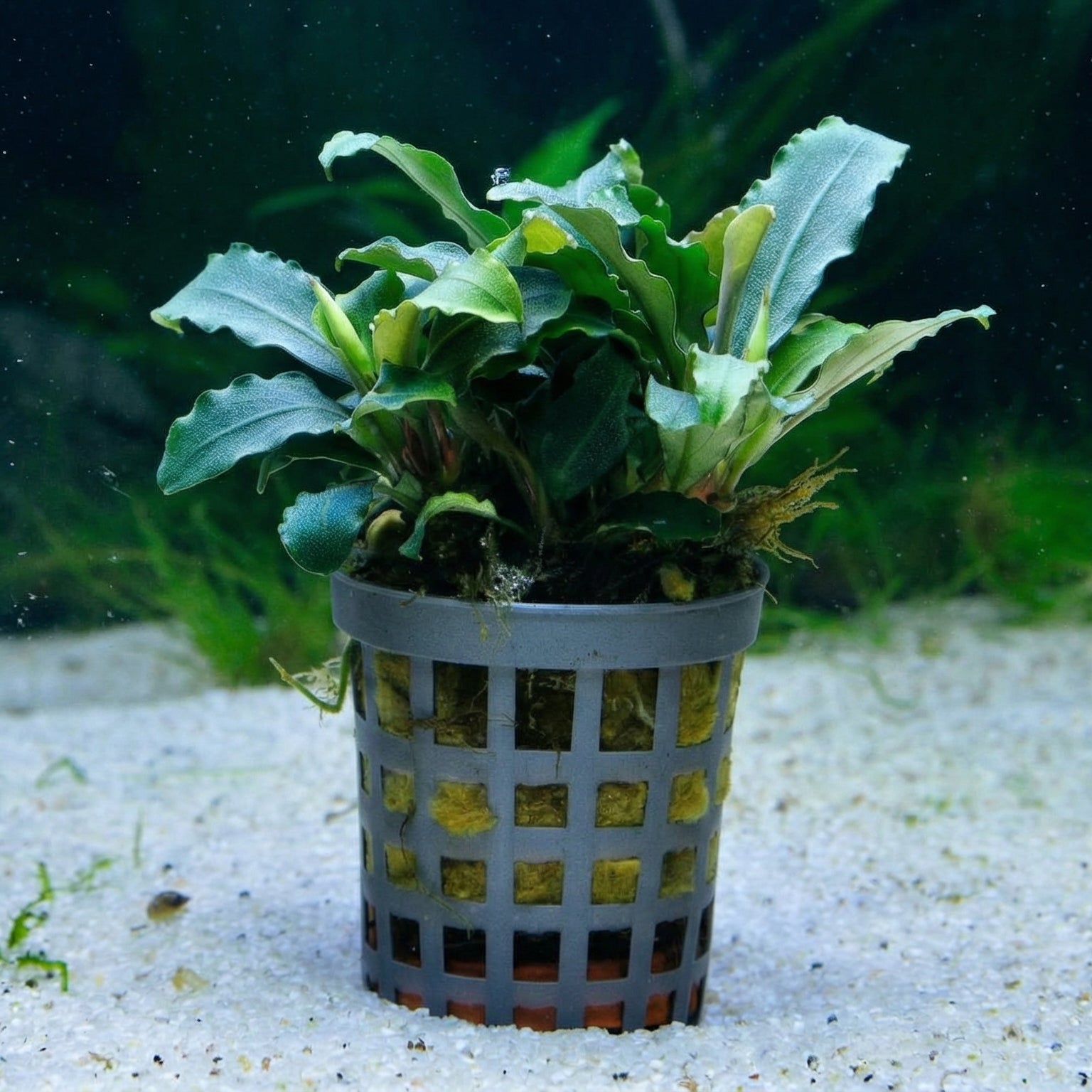 Bucephalandra 'Theia grün' - im Töpfchen von Finn & Reef