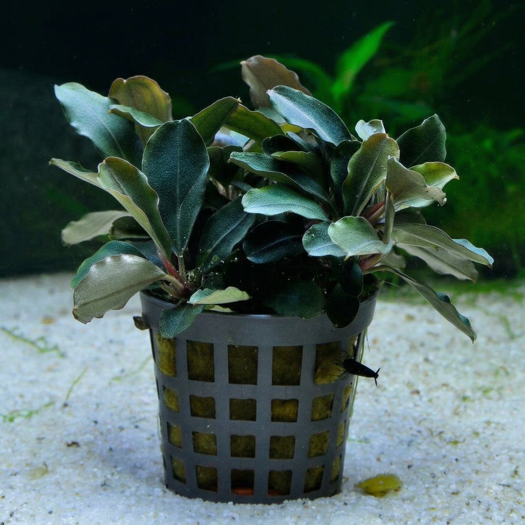 Bucephalandra &