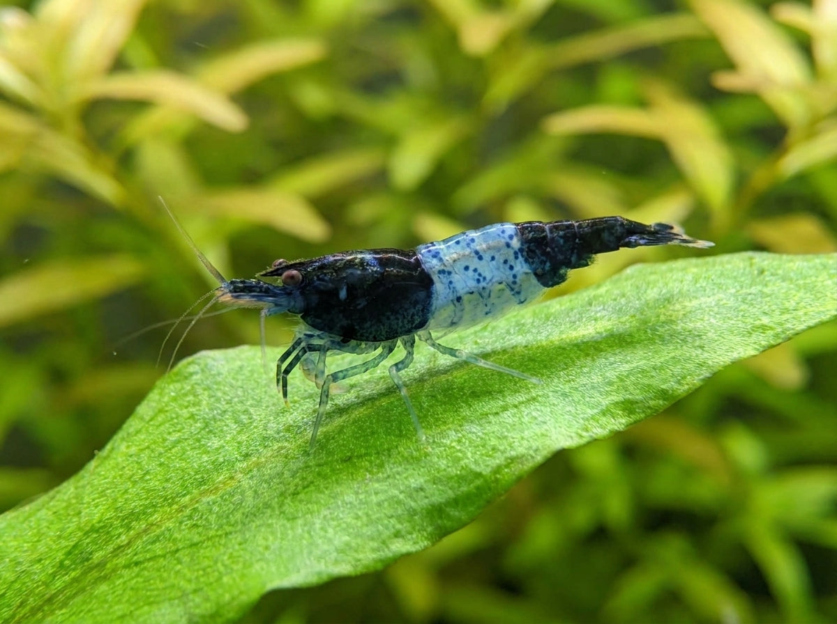 Carbon Rili Garnele - Neocaridina davidi (DNZ) von Finn & Reef