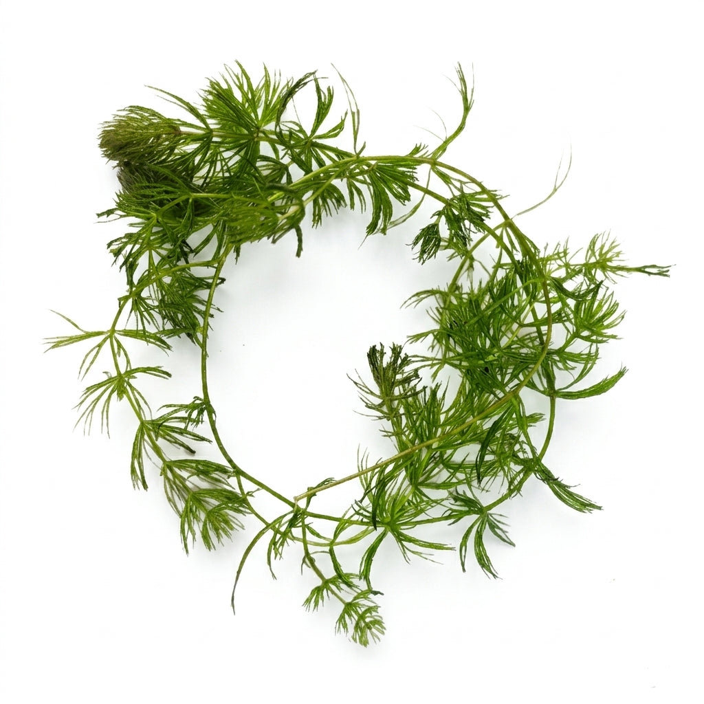 Ceratophyllum demersum / Hornkraut - Portion von Finn & Reef