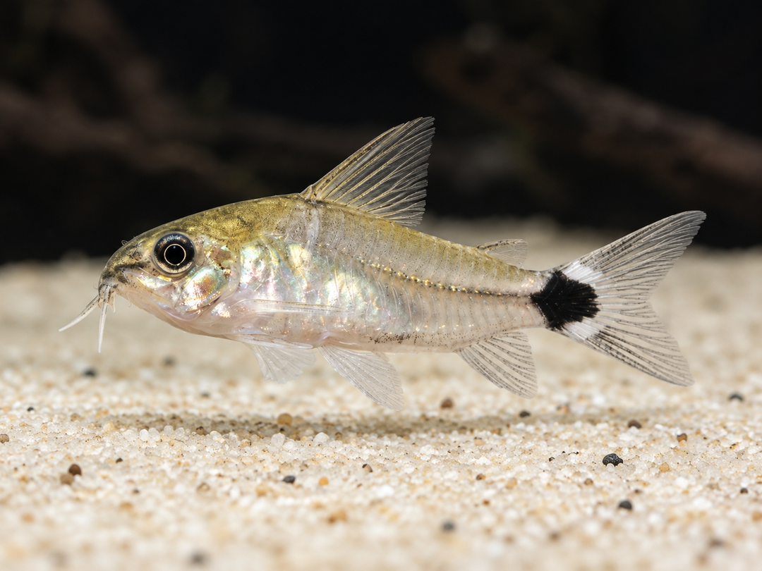 Zwergpanzerwels Corydoras hastatus über hellem Sand – KI-generierte Artillustration