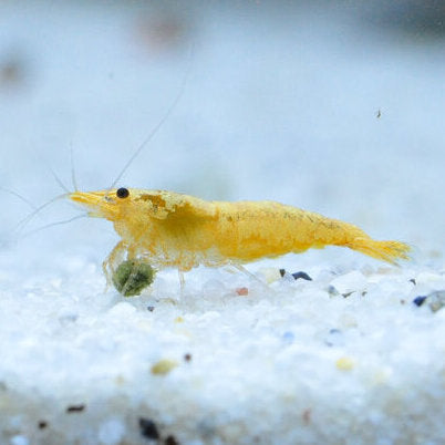 Crested Cream Garnele Gelb (Neocaridina davidi "Crested Cream") von Finn &amp; Reef