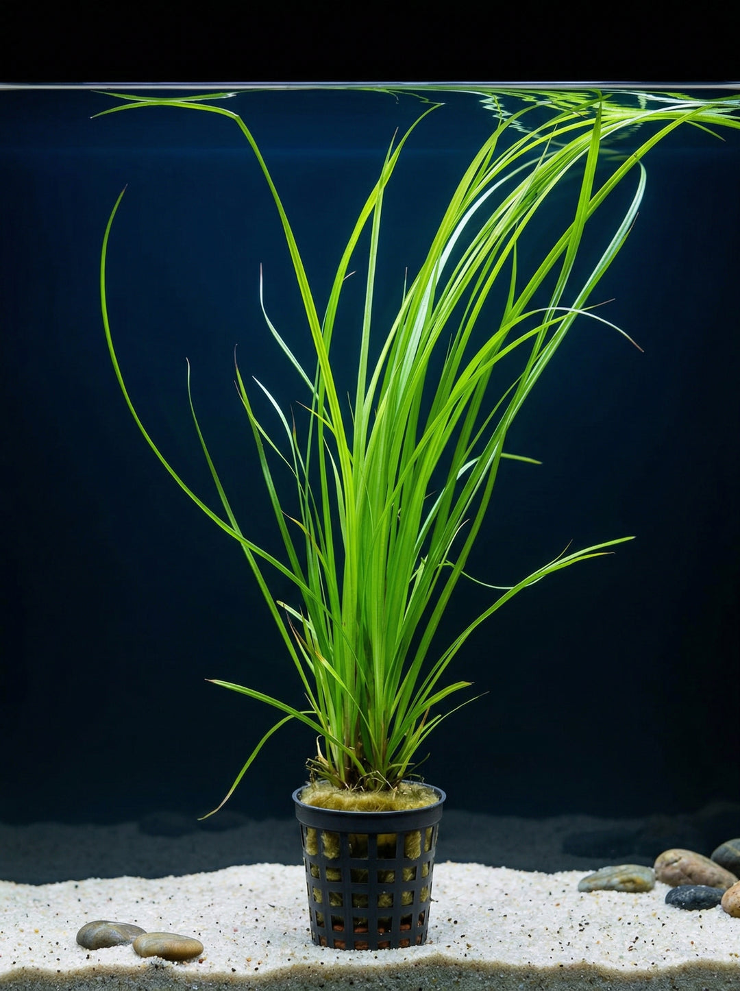 Cyperus helferi, Wassergras – im Töpfchen von Finn &amp; Reef