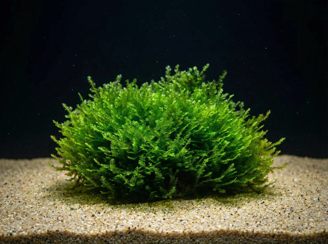 Distichophyllum sp. (RARITÄT) seltenes Moos - auf Mineral Sheet von Finn &amp; Reef
