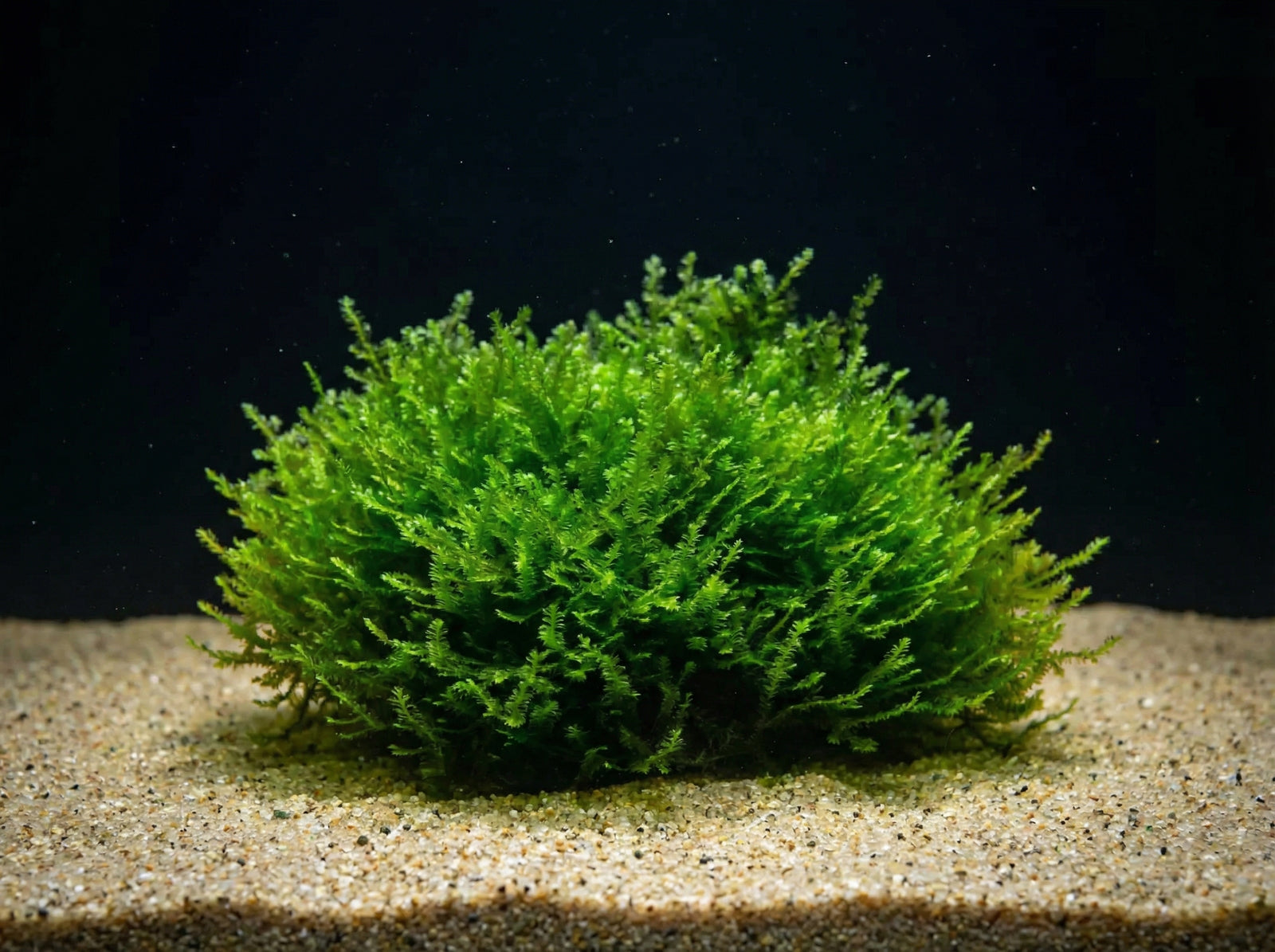 Distichophyllum sp. (RARITÄT) seltenes Moos - auf Mineral Sheet von Finn & Reef