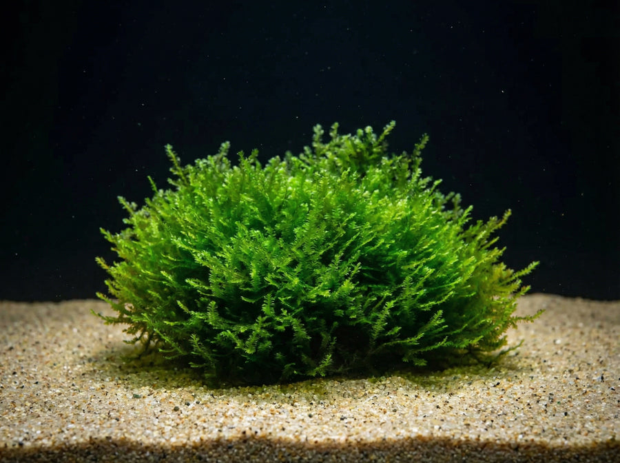 Distichophyllum sp. (RARITÄT) seltenes Moos - auf Mineral Sheet von Finn & Reef
