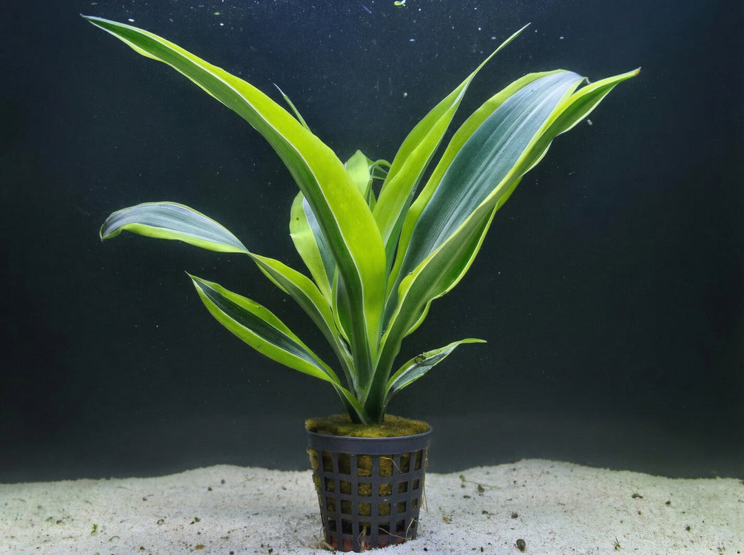 Dracaena sanderiana &