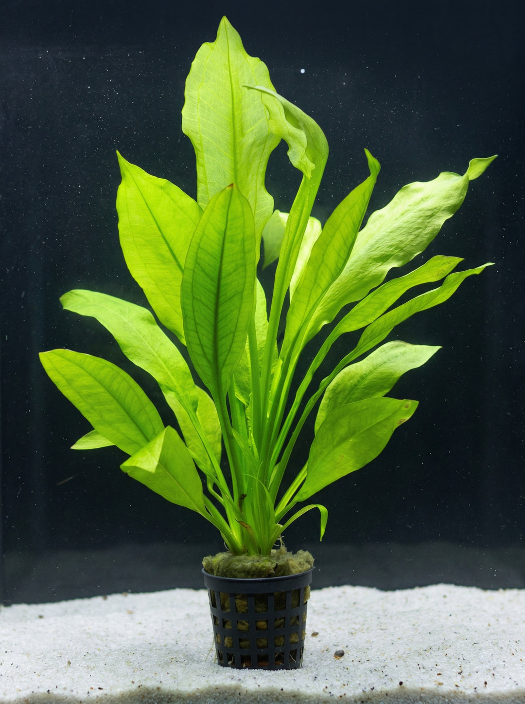 Echinodorus bleheri, Große Amazonas-Schwertpflanze - im Töpfchen von Finn &amp; Reef