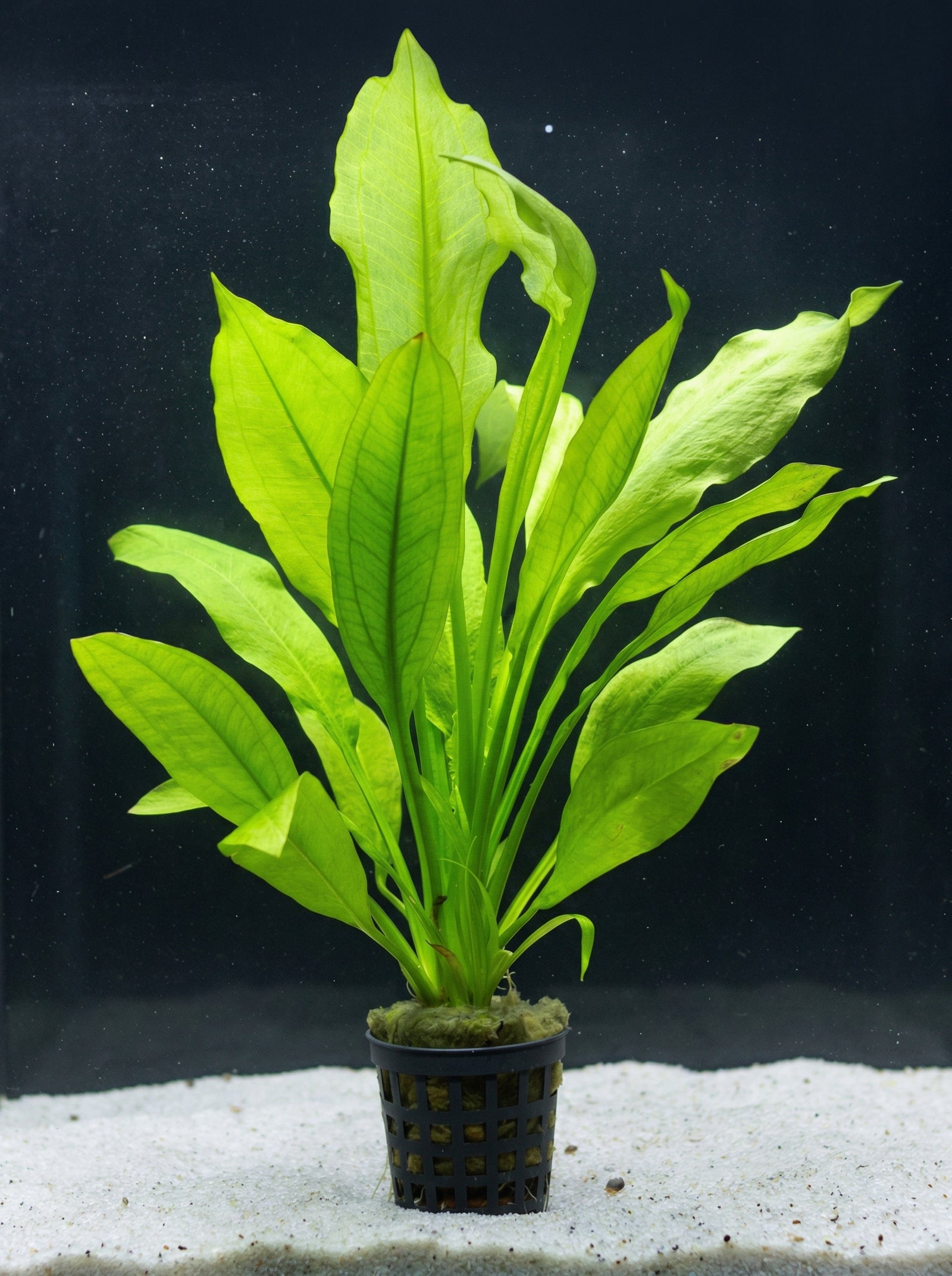 Echinodorus bleheri, Große Amazonas-Schwertpflanze - im Töpfchen von Finn & Reef