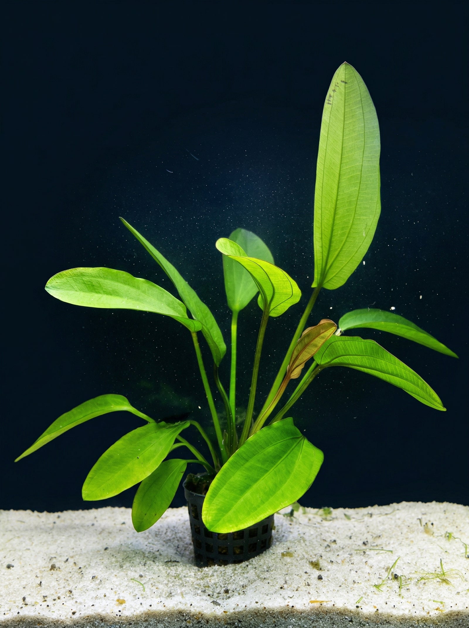Echinodorus 'Rose', Roter Schwertpflanzen-Hybride – im Töpfchen von Finn & Reef