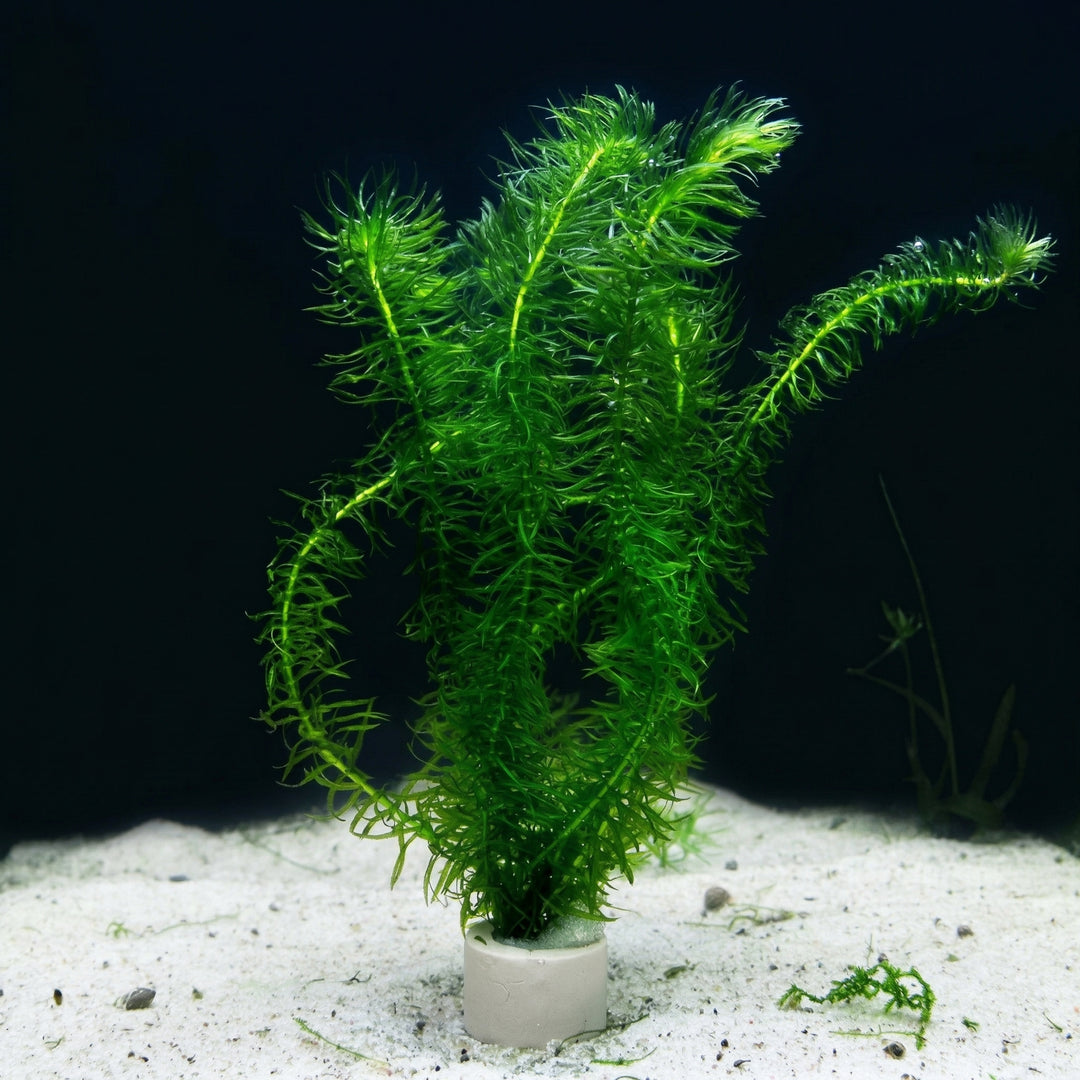 Egeria najas, Feines Wasserpest – im Töpfchen von Finn &amp; Reef