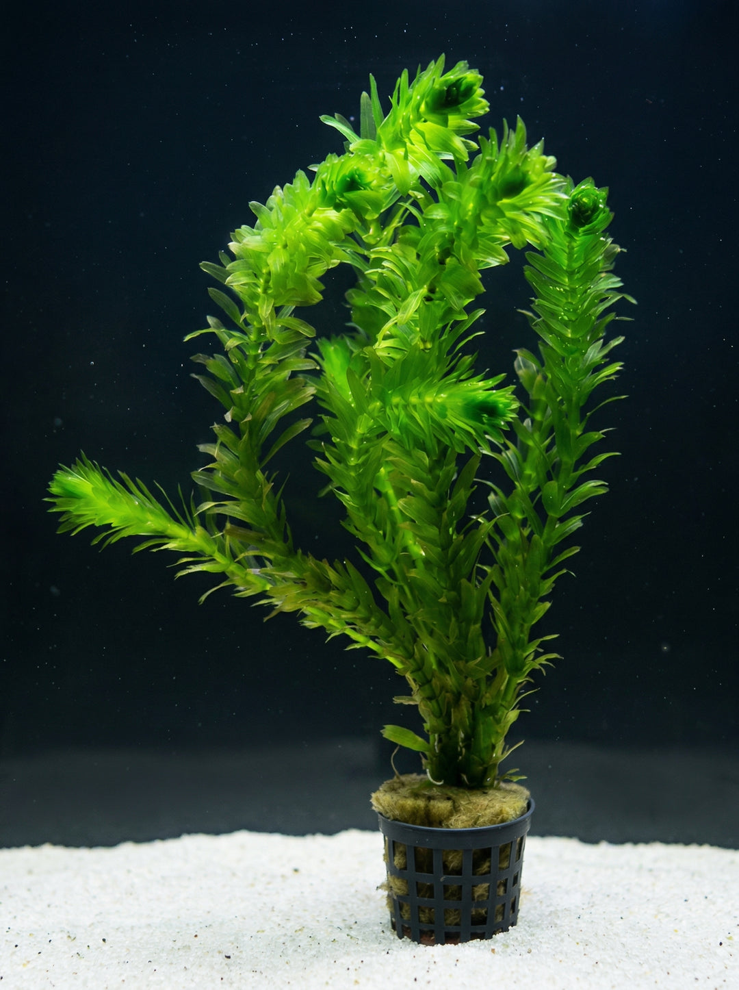Elodea densa, Kanadische Wasserpest – im Töpfchen von Finn &amp; Reef
