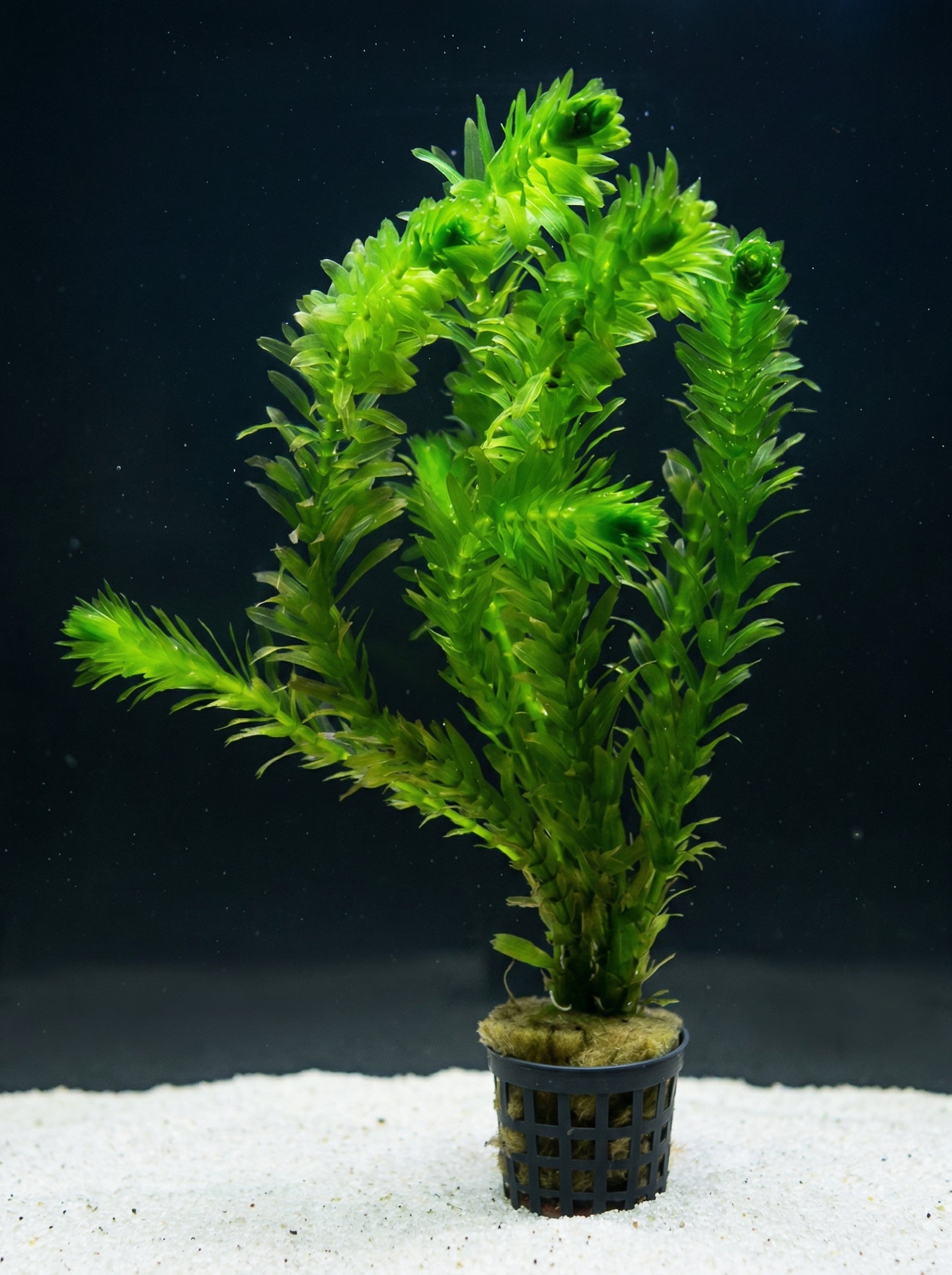 Elodea densa, Kanadische Wasserpest – im Töpfchen von Finn & Reef