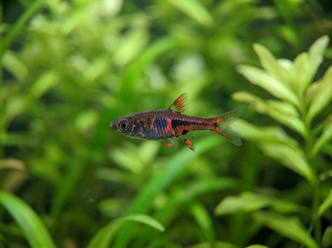 Erdbeer-Zwergbärbling (Boraras naevus) von Finn &amp; Reef