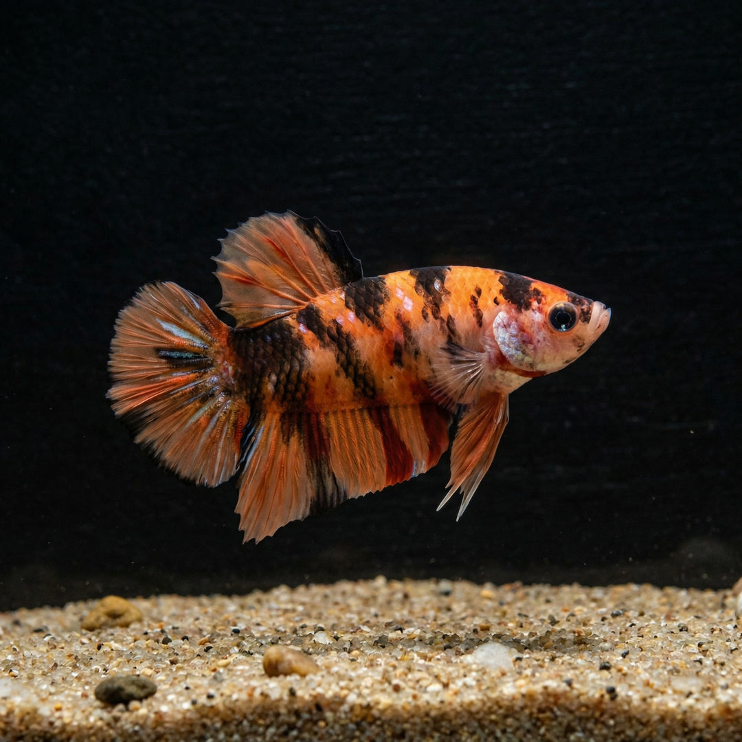 Farbenfrohes Koi-Betta Weibchen (Betta splendens) von Finn &amp; Reef