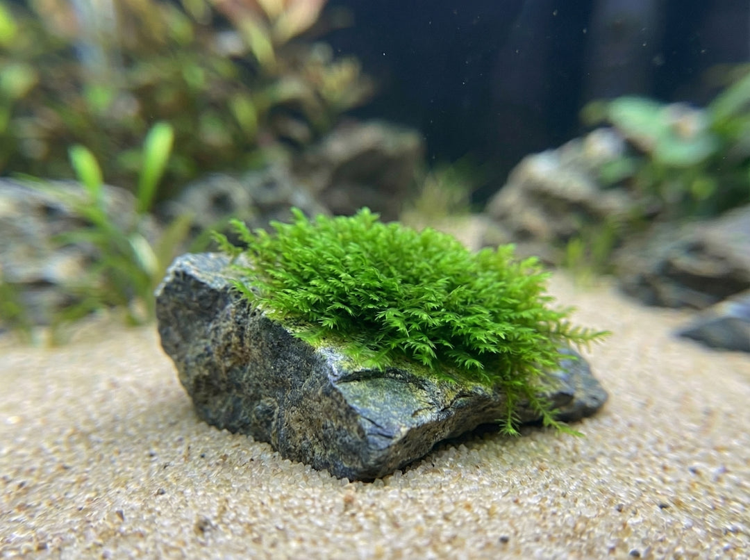 Fissidens sp. Mini Taiwan (RARITÄT) seltenes Moos - auf Mineral Sheet von Finn &amp; Reef
