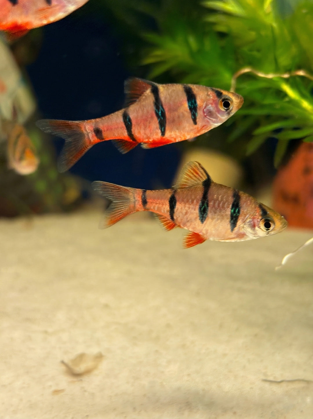 Fünfgürtelbarbe (Puntigrus pentazona) von Finn &amp; Reef