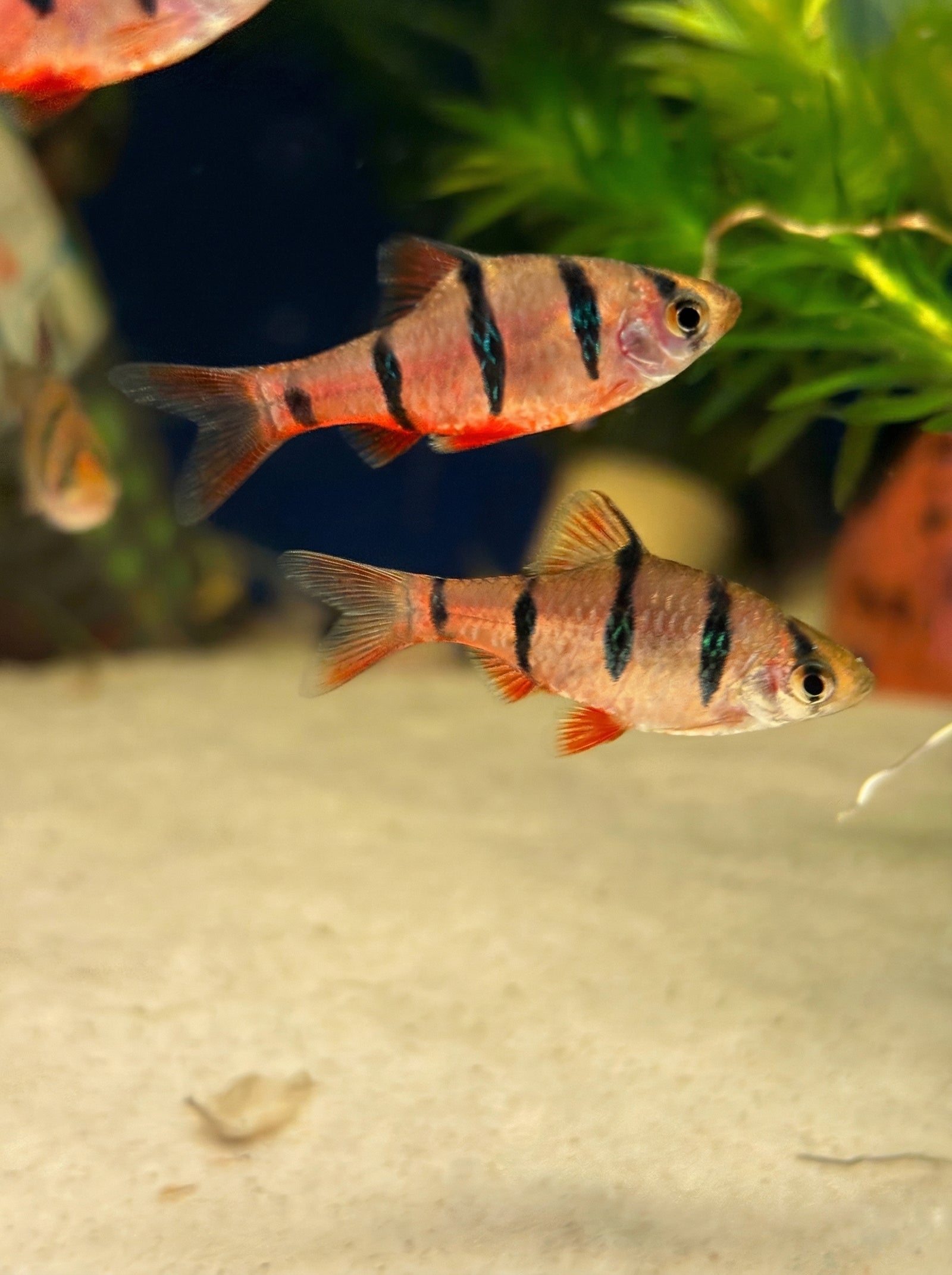 Fünfgürtelbarbe (Puntigrus pentazona) von Finn & Reef
