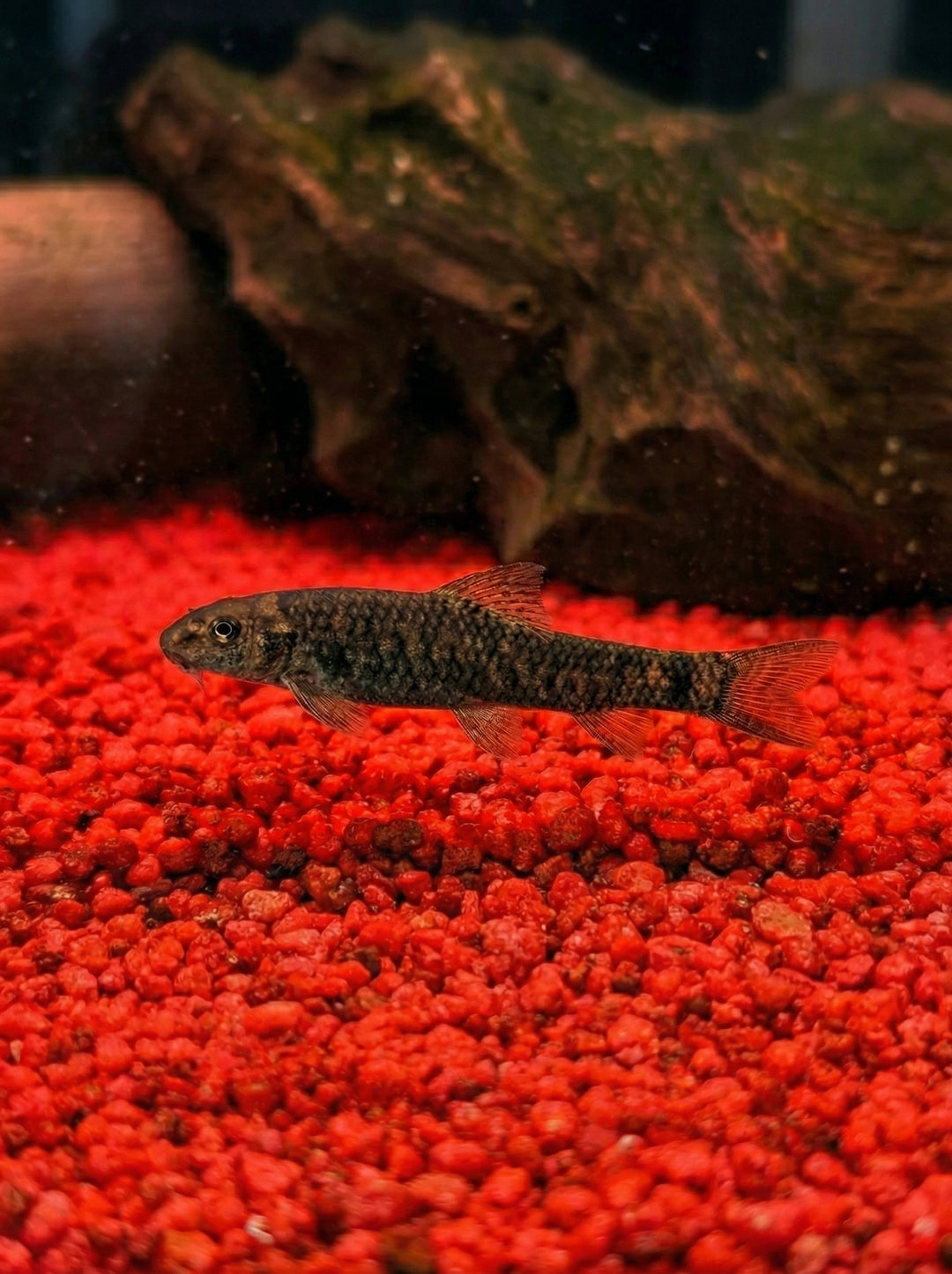 Rötliche Saugbarbe (Garra rufa) von Finn &amp; Reef