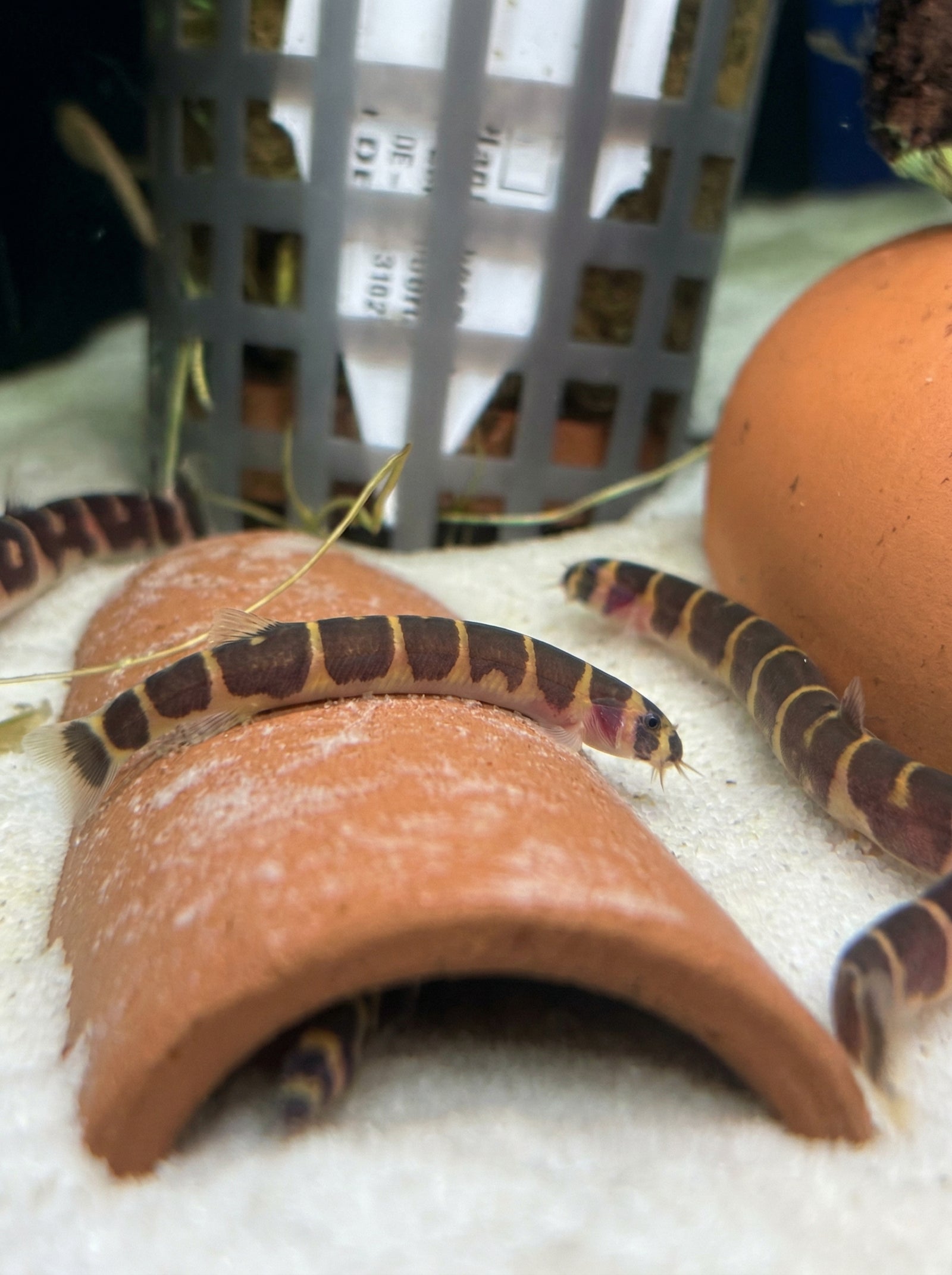 Geflecktes Dornauge (Pangio kuhlii) von Finn & Reef