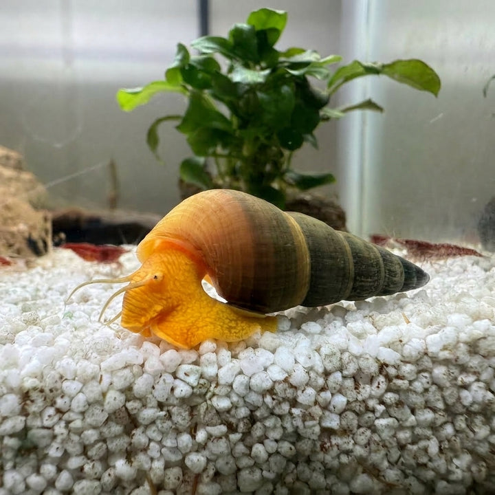 Gelbe Perlhuhnschnecke (Tylomelania sarasinorum) von Finn &amp; Reef