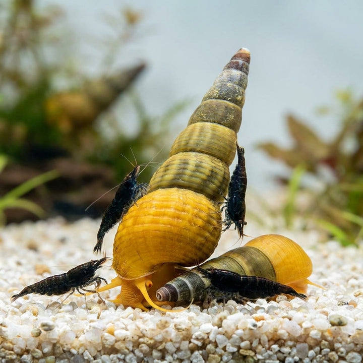 Gelbe Perlhuhnschnecke (Tylomelania sarasinorum) von Finn &amp; Reef