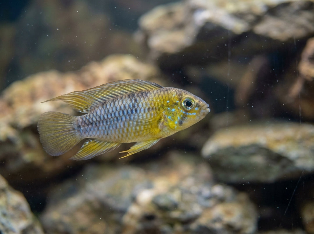 Gelber Zwergbuntbarsch (Apistogramma borellii) von Finn &amp; Reef