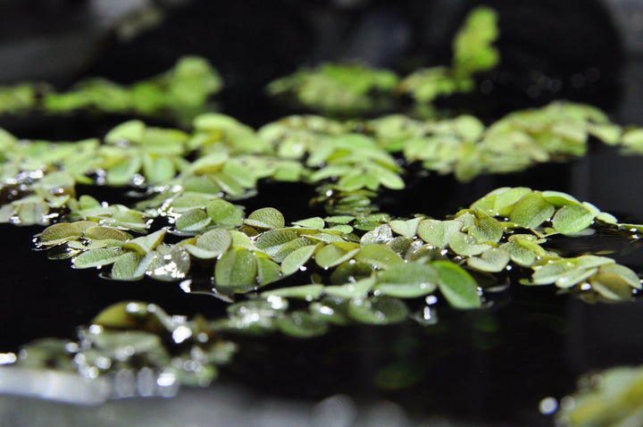 Gewöhnlicher Schwimmfarn (Salvinia natans) von Finn &amp; Reef