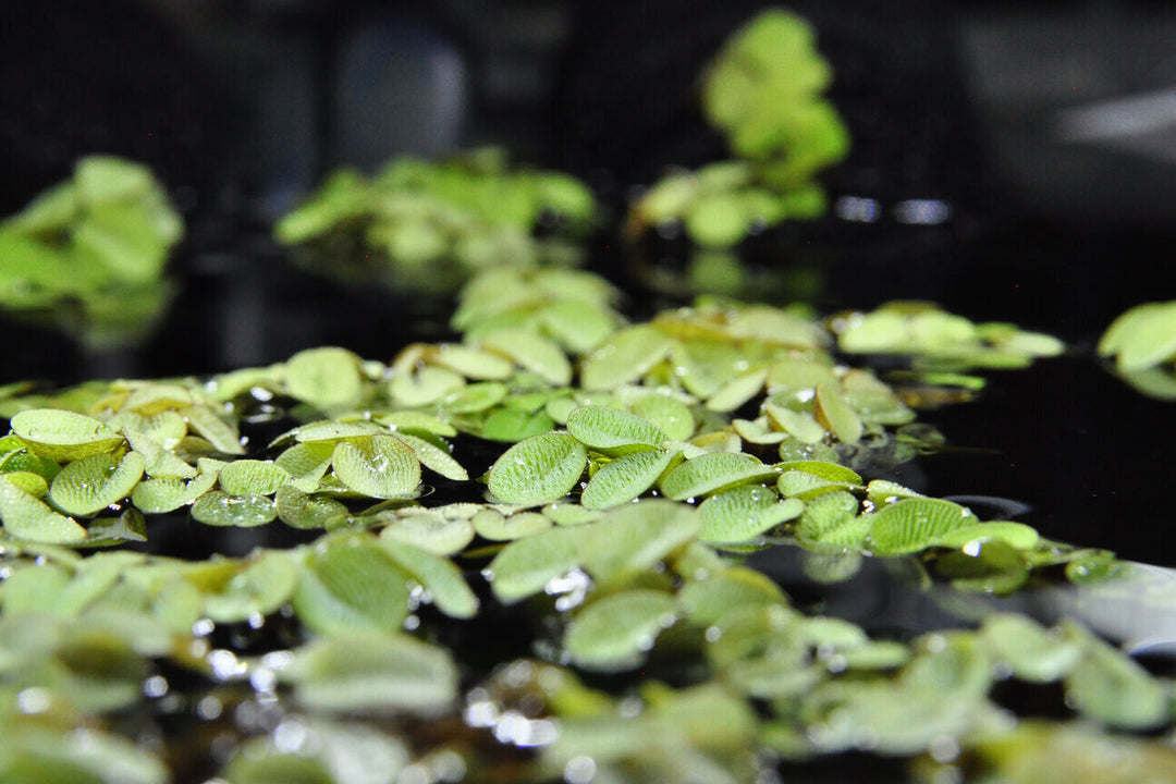 Gewöhnlicher Schwimmfarn (Salvinia natans) von Finn &amp; Reef