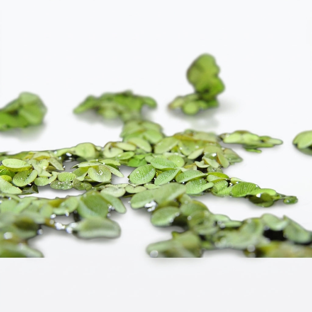 Gewöhnlicher Schwimmfarn (Salvinia natans) von Finn &amp; Reef