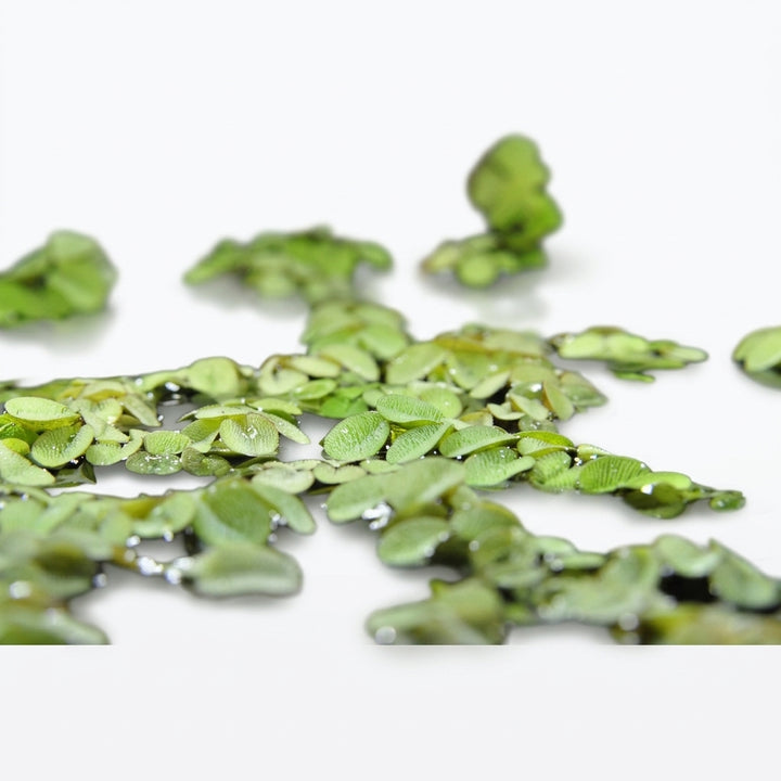 Gewöhnlicher Schwimmfarn (Salvinia natans) von Finn &amp; Reef