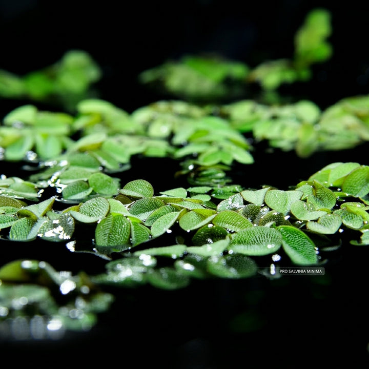 Gewöhnlicher Schwimmfarn (Salvinia natans) von Finn &amp; Reef