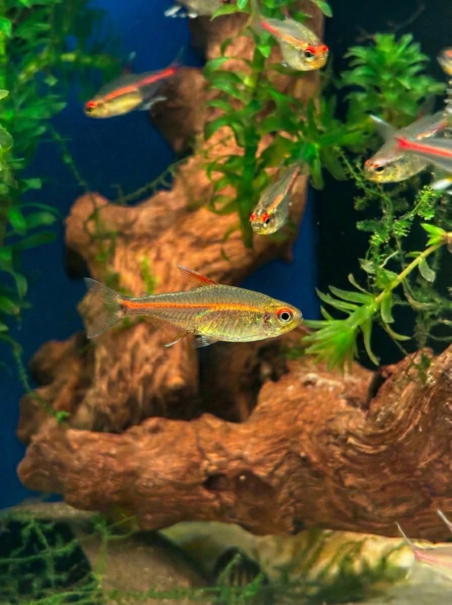 Glühlichtsalmler (Hemigrammus erythrozonus) von Finn &amp; Reef